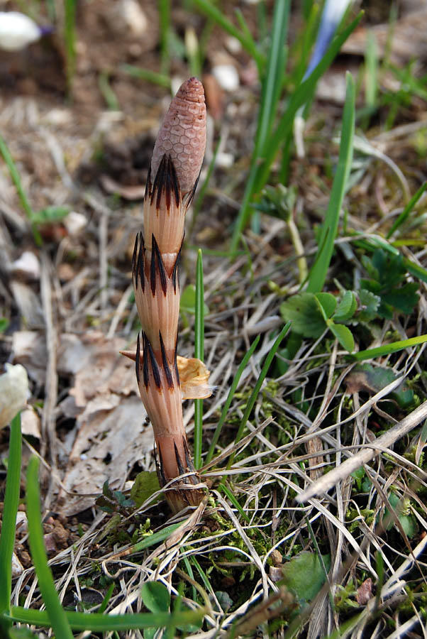 Equisetum telmateja